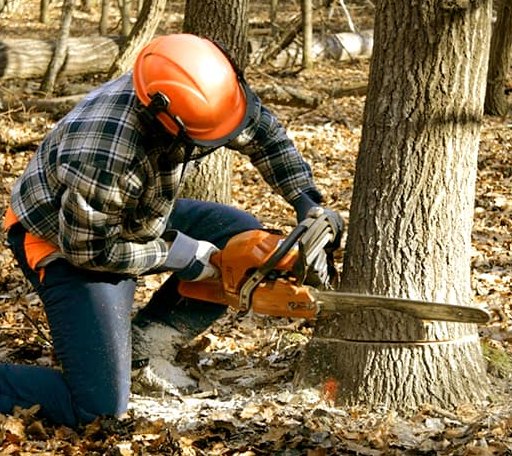 Tree Removal in Norman, IN
